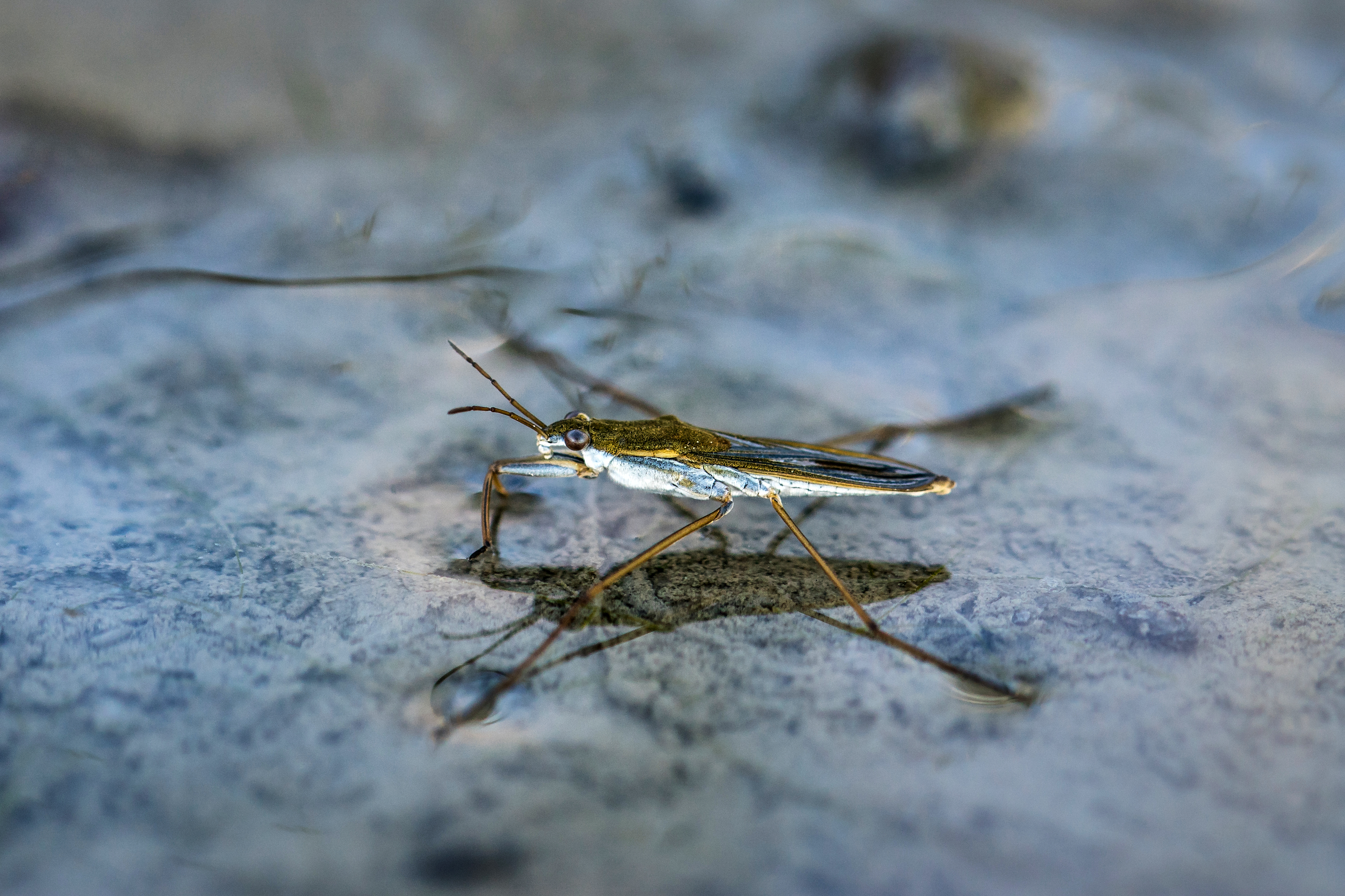 Ein Wasserläufer auf der Wasseroberfläche Ein Wasserläufer auf der Wasseroberfläche