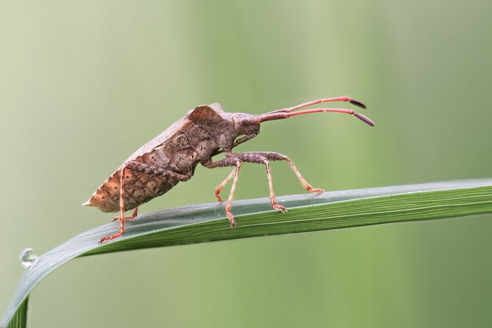 Lederwanze im Profil auf einem grünen Blatt