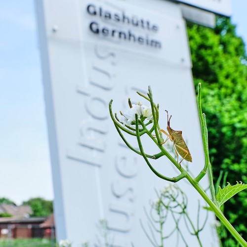 Insekt auf einem Halm vor einem großen Schild.