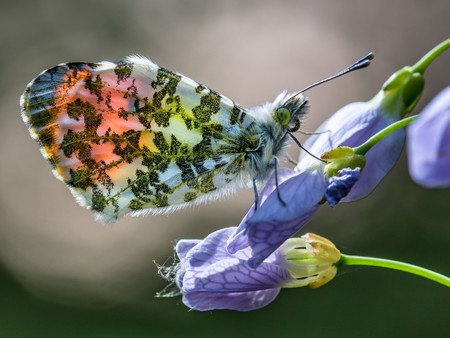 männlicher Aurorafalter auf einer Lila Blüte