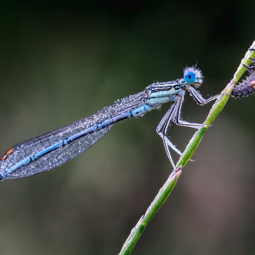 Libelle auf einem Halm