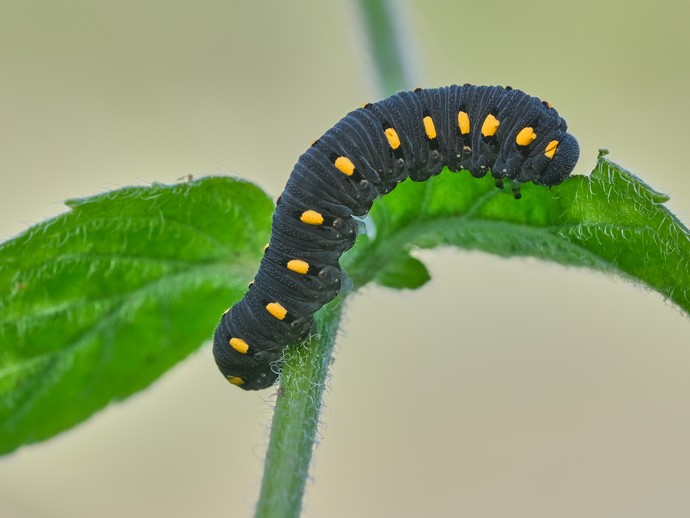 Die Larve der Echten Blattwespe, eine schwarze Raupe, auf einem Blatt. (vergrößerte Bildansicht wird geöffnet)
